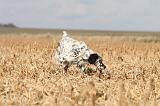 SETTER ANGLAIS 144